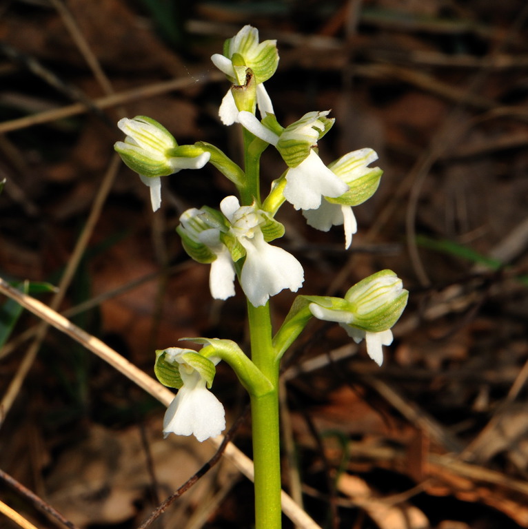 O. Morio variet albina ??